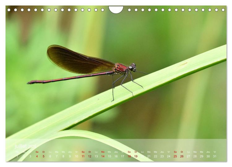 Produktbild: Oiseaux, Papillons et Libellules (Calendrier mural 2026 DIN A4 vertical), CALVENDO calendrier mensuel