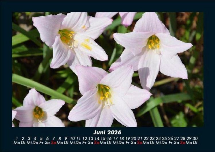 Produktbild: Blumentraum 2026 Fotokalender DIN A5