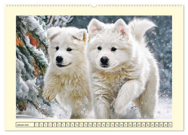 Produktbild: Flauschige Samojeden. Zauberhafte Wolken auf vier Pfoten (Wandkalender 2026 DIN A2 quer), CALVENDO Monatskalender