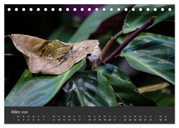 Produktbild: Costa Rica tierisch gut 2026 (Tischkalender 2026 DIN A5 quer), CALVENDO Monatskalender