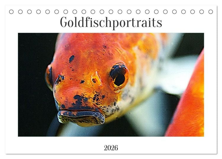 Produktbild: Goldfischportraits (Tischkalender 2026 DIN A5 quer), CALVENDO Monatskalender