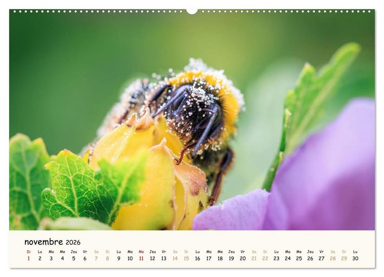 Produktbild: Nos amis les insectes (Calendrier mural 2026 DIN A2 vertical), CALVENDO calendrier mensuel