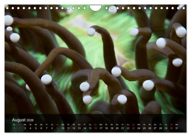 Produktbild: Unterwasser Strukuren (Wandkalender 2026 DIN A4 quer), CALVENDO Monatskalender
