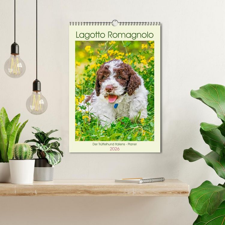 Produktbild: Lagotto Romagnolo - Der Tr&uuml;ffelhund Italiens - Planer (Wandkalender 2026 DIN A3 hoch), CALVENDO Monatskalender