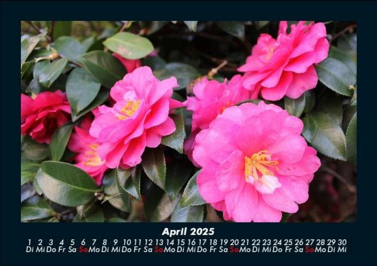 Produktbild: Blumentr&auml;ume 2025 Fotokalender DIN A5