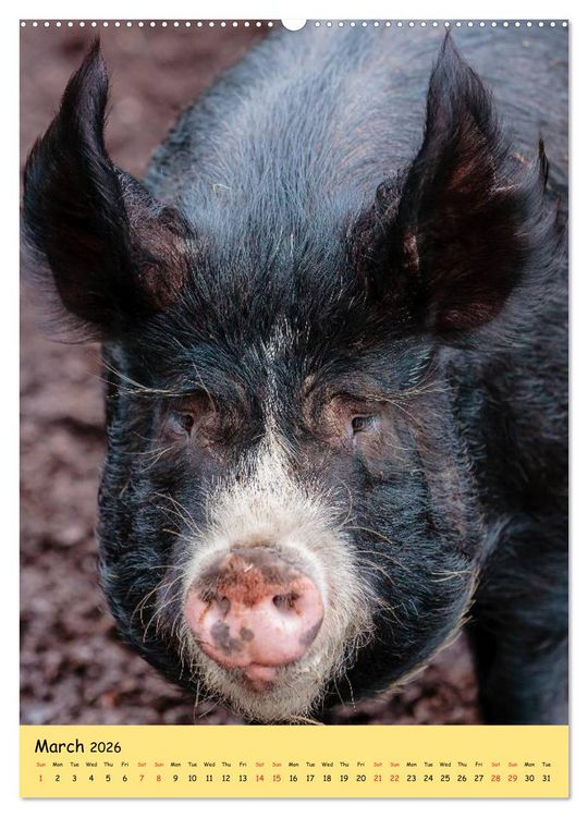 Produktbild: Just Pigs (High Quality Premium Wall Calendar 2026 DIN A2 portrait),CALVENDO 12 Month Wall Calendar