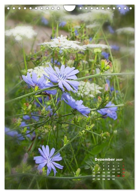Produktbild: Ein Spaziergang &uuml;ber eine Sommerwiese (Wandkalender 2027 DIN A4 hoch), CALVENDO Monatskalender