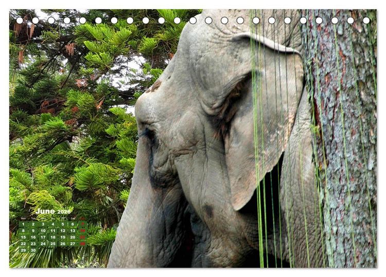 Produktbild: Gentle giants in the jungle (Desk Calendar 2026 DIN A5 landscape), CALVENDO 12 Month DeskCalendar