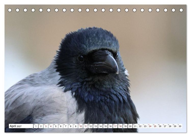 Produktbild: Im Auge der Kr&auml;he (Tischkalender 2027 DIN A5 quer), CALVENDO Monatskalender