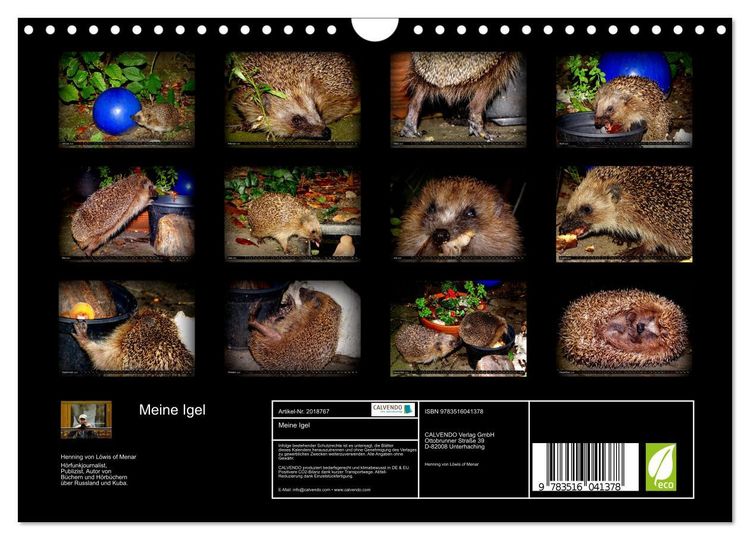 Produktbild: Meine Igel (Wandkalender 2026 DIN A4 quer), CALVENDO Monatskalender
