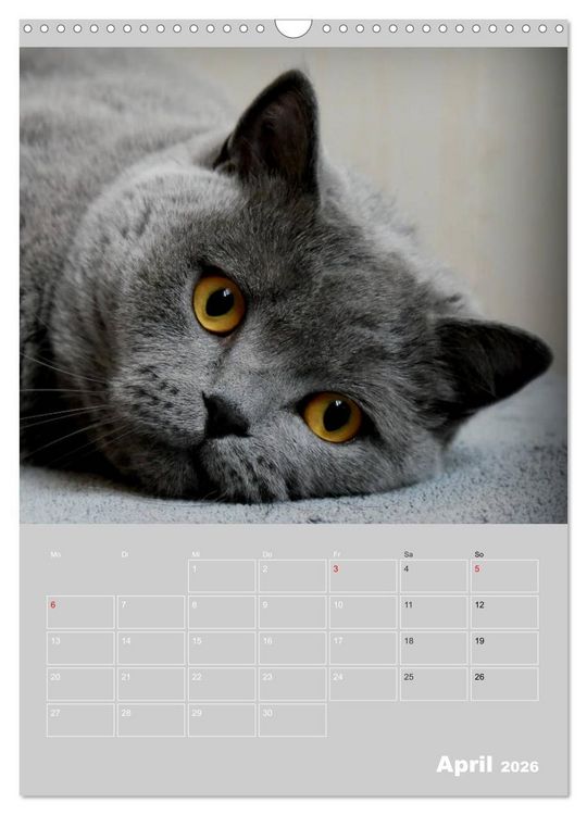 Produktbild: Graue Engel - Britischkurzhaar-Katzen (Wandkalender 2026 DIN A3 hoch), CALVENDO Monatskalender
