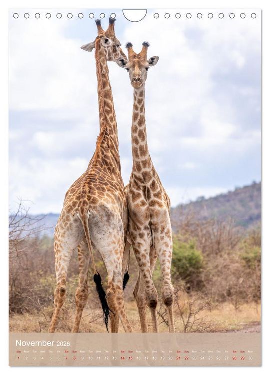 Produktbild: Giraffe Tales (Wall Calendar 2026 DIN A4 portrait), CALVENDO 12 Month Wall Calendar