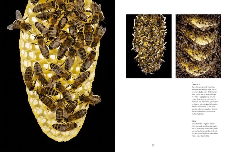 Produktbild: Honigbienen - Geheimnisvolle Waldbewohner