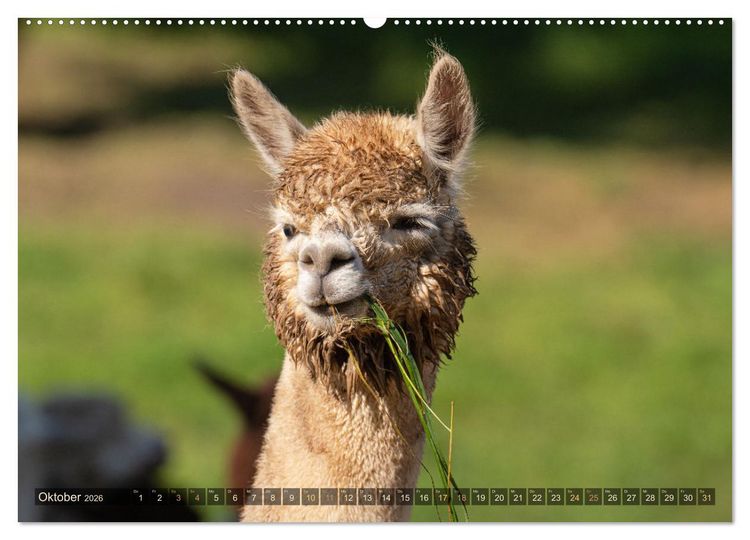 Produktbild: Alpakas im Portrait (Wandkalender 2026 DIN A2 quer), CALVENDO Monatskalender