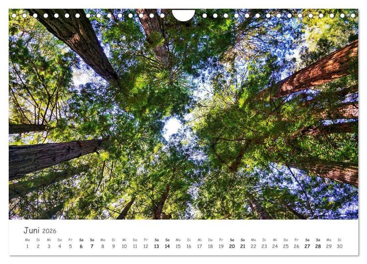Produktbild: Wald - bezaubernde W&auml;lder (Wandkalender 2026 DIN A4 quer), CALVENDO Monatskalender