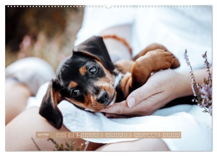 Produktbild: Welpenzeit - Ein Jahr voller spannender Pfotenabenteuer (hochwertiger Premium Wandkalender 2026 DIN A2 quer), Kunstdruck in Hochglanz