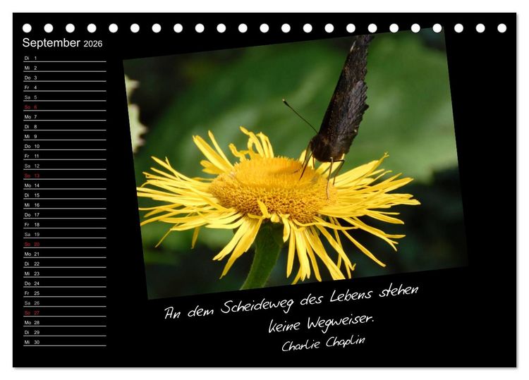 Produktbild: Gelbe Lebensfreude (Tischkalender 2026 DIN A5 quer), CALVENDO Monatskalender