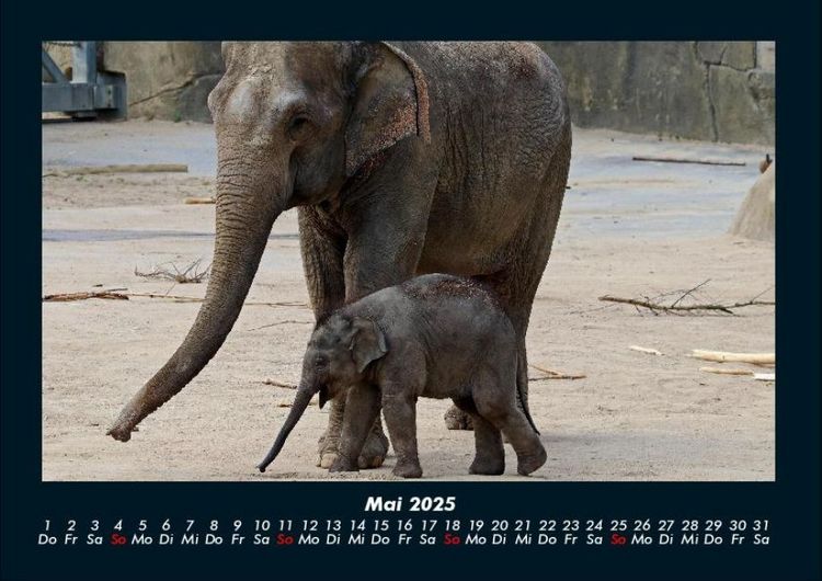 Produktbild: Elefanten - Die sanften Riesen Afrikas 2025 Fotokalender DIN A4