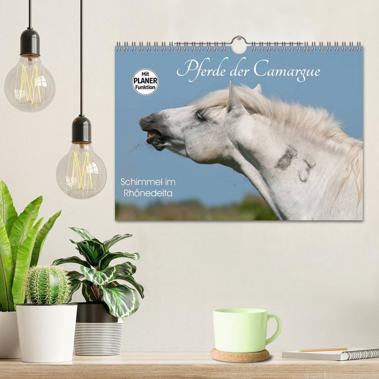 Produktbild: Pferde der Camargue &ndash; Schimmel im Rh&ocirc;nedelta (Wandkalender 2027 DIN A4 quer), CALVENDO Monatskalender