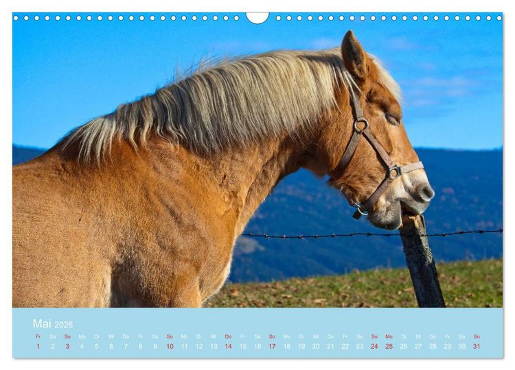 Produktbild: Wir sind die Stars am Bauernhof (Wandkalender 2026 DIN A3 quer), CALVENDO Monatskalender