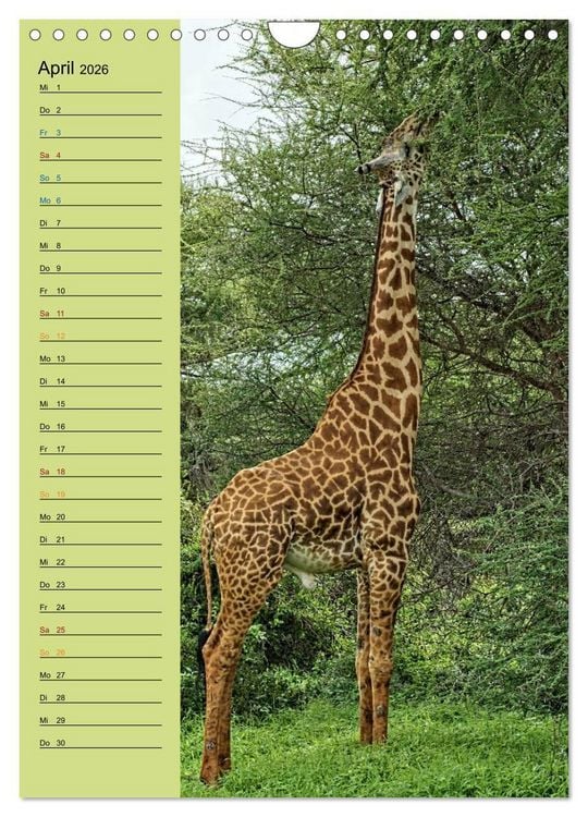 Produktbild: Giraffen. Voller Stolz und Grazie (Wandkalender 2026 DIN A4 hoch), CALVENDO Monatskalender