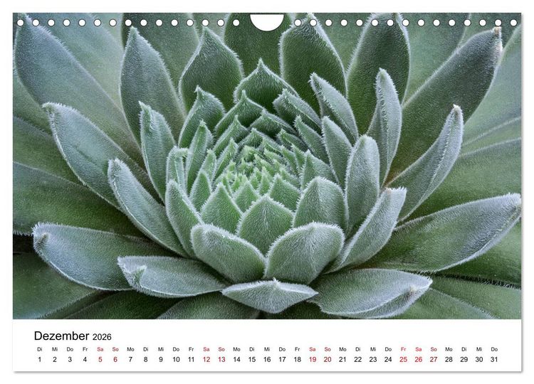 Produktbild: Sukkulenten Galerie (Wandkalender 2026 DIN A4 quer), CALVENDO Monatskalender
