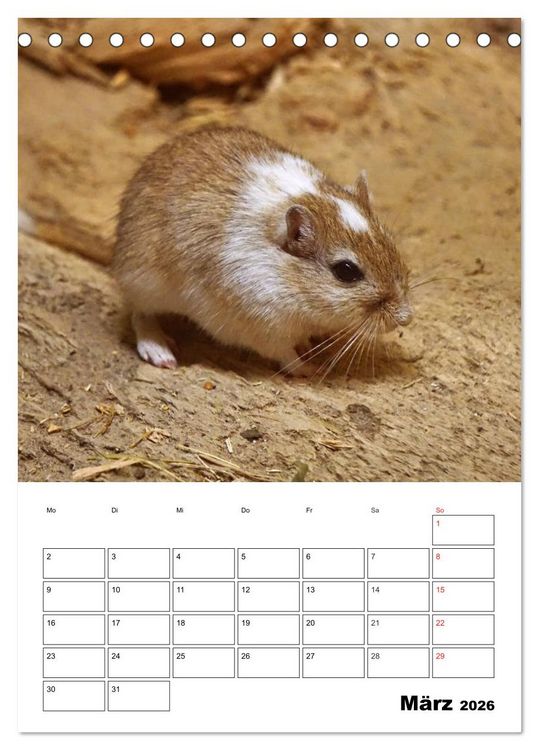 Produktbild: Lustige Rennm&auml;use (Tischkalender 2026 DIN A5 hoch), CALVENDO Monatskalender