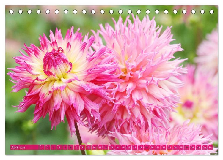 Produktbild: Wunderbare Dahlienwelt (Tischkalender 2026 DIN A5 quer), CALVENDO Monatskalender