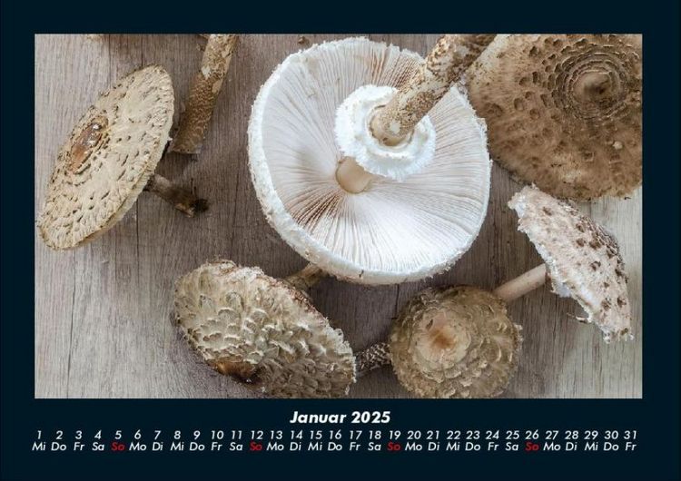 Produktbild: Pilzkalender 2025 Fotokalender DIN A4
