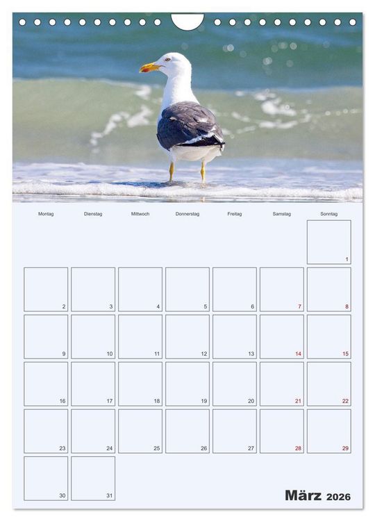 Produktbild: Wildes Leben auf Helgoland (Wandkalender 2026 DIN A4 hoch), CALVENDO Monatskalender