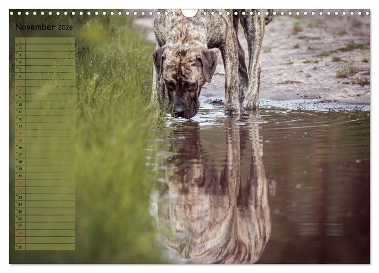 Produktbild: Dogo Canario (Wandkalender 2026 DIN A3 quer), CALVENDO Monatskalender