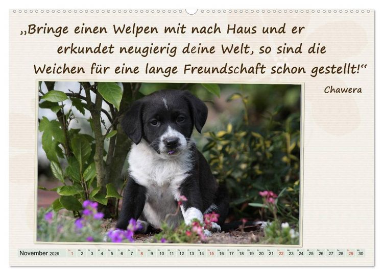 Produktbild: Mit Hundezitaten gut durchs Jahr (hochwertiger Premium Wandkalender 2026 DIN A2 quer), Kunstdruck in Hochglanz