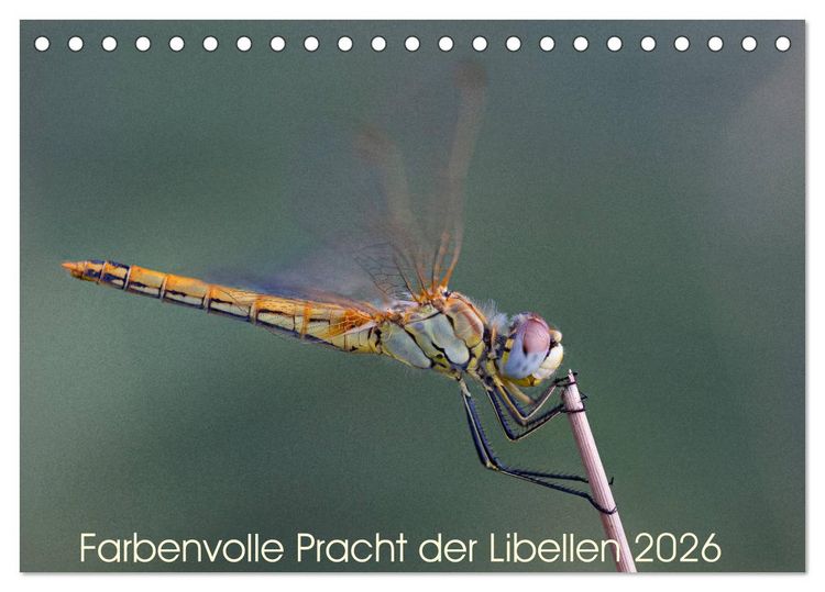 Produktbild: Farbenvolle Pracht der Libellen (Tischkalender 2026 DIN A5 quer), CALVENDO Monatskalender