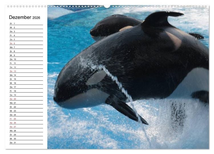 Produktbild: Wale. Kolosse der Meere (Wandkalender 2026 DIN A2 quer), CALVENDO Monatskalender