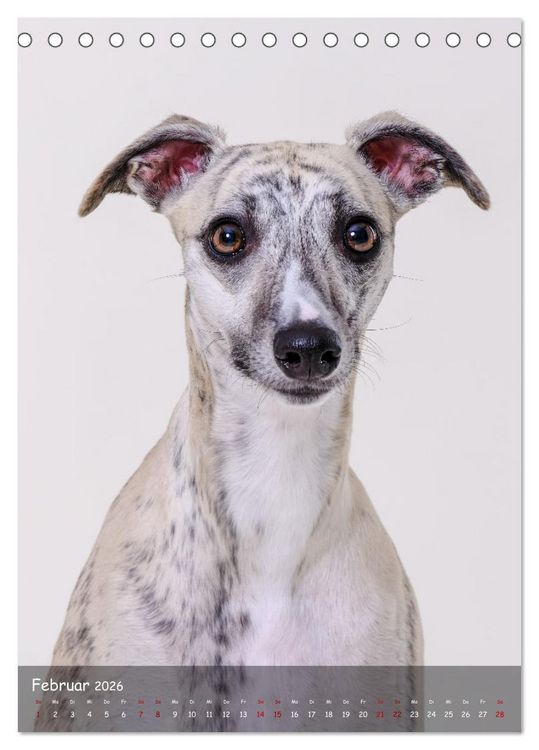 Produktbild: Whippets im Portrait (Tischkalender 2026 DIN A5 hoch), CALVENDO Monatskalender