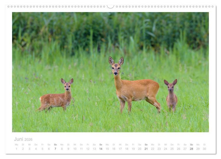 Produktbild: Rehwild 2026 (hochwertiger Premium Wandkalender 2026 DIN A2 quer), Kunstdruck in Hochglanz