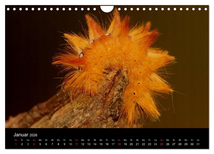 Produktbild: Faszination Schmetterlingsraupen (Wandkalender 2026 DIN A4 quer), CALVENDO Monatskalender