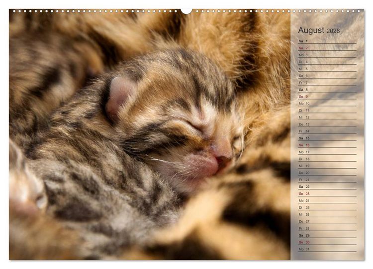 Produktbild: Die Bengalkatze. Edition Jungtiere (hochwertiger Premium Wandkalender 2026 DIN A2 quer), Kunstdruck in Hochglanz