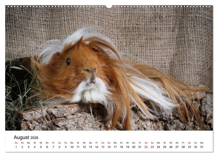 Produktbild: Unsere Meerschweinchen (hochwertiger Premium Wandkalender 2026 DIN A2 quer), Kunstdruck in Hochglanz