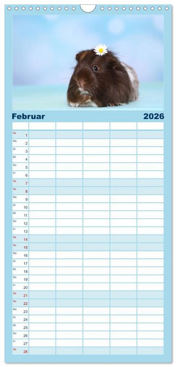 Produktbild: Familienplaner 2026 - Niedliche Meerschweinchen mit 5 Spalten (Wandkalender, 21 x 45 cm) CALVENDO