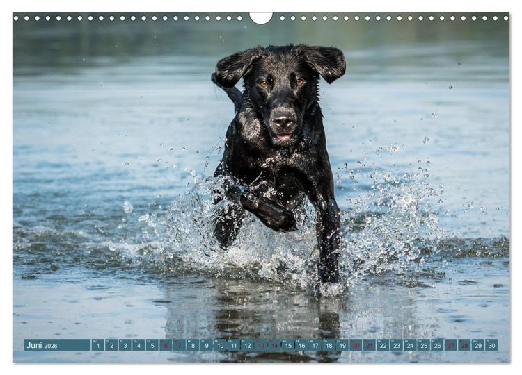 Produktbild: Labrador Trio - 3 Farben, 3 Freunde (Wandkalender 2026 DIN A3 quer), CALVENDO Monatskalender