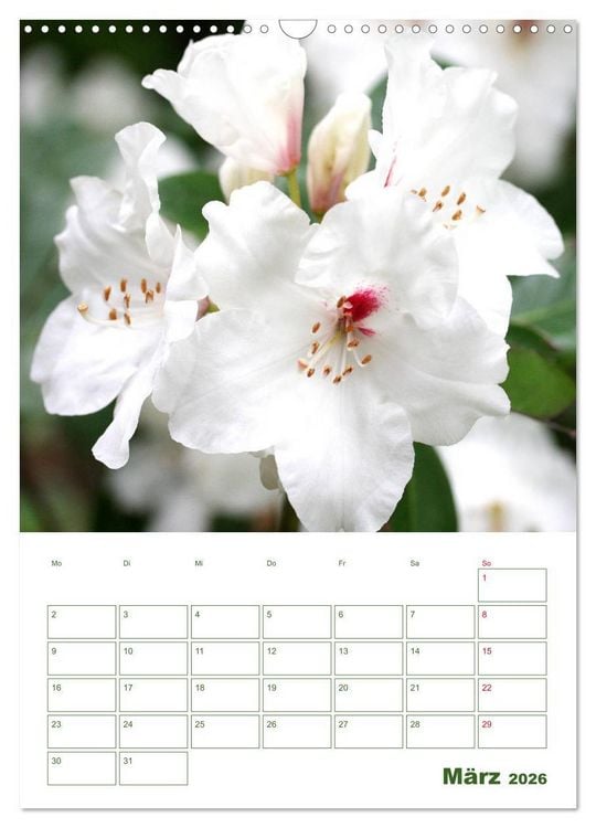 Produktbild: Wei&szlig;e Bl&uuml;ten im Gr&uuml;nen (Wandkalender 2026 DIN A3 hoch), CALVENDO Monatskalender