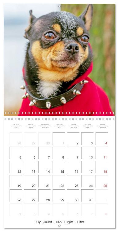 Produktbild: Chihuahua: Small dogs, but mighty (Wall Calendar 2027 12 &times; 12 Inch) CALVENDO 12 Month Wall Calendar