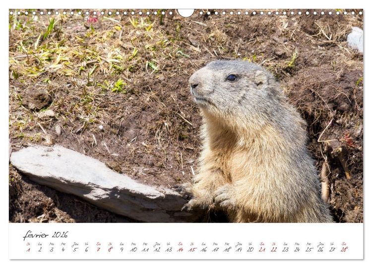 Produktbild: Les Hautes-Alpes sur les chemins des marmottes (Calendrier mural 2026 DIN A3 vertical), CALVENDO calendrier mensuel