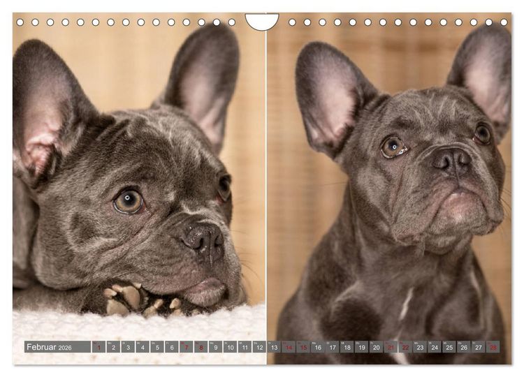 Produktbild: French Bully&acute;s - Gro&szlig;e Sch&auml;tze auf kleinen Pfoten (Wandkalender 2026 DIN A4 quer), CALVENDO Monatskalender