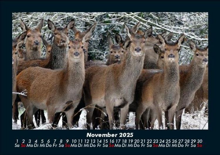 Produktbild: Welt der Tiere 2025 Fotokalender DIN A5
