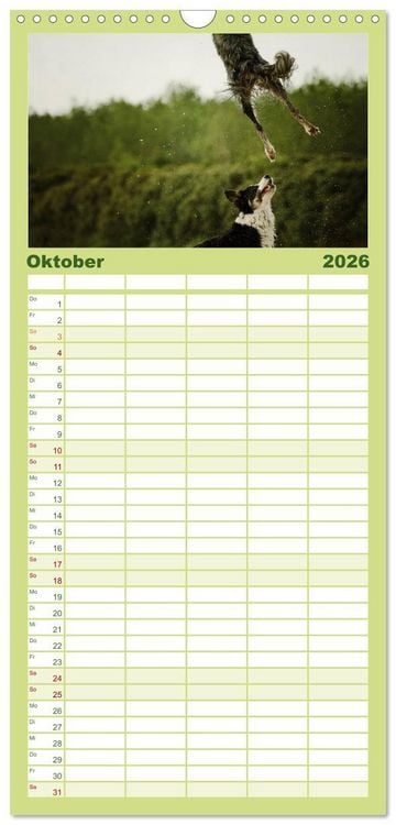 Produktbild: Familienplaner 2026 - Der Bordercollie-Kalender mit 5 Spalten (Wandkalender, 21 x 45 cm) CALVENDO