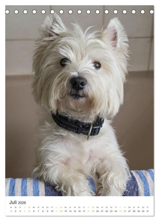 Produktbild: Der Westie - Portrait eines West Highland White Terriers (Tischkalender 2026 DIN A5 hoch), CALVENDO Monatskalender