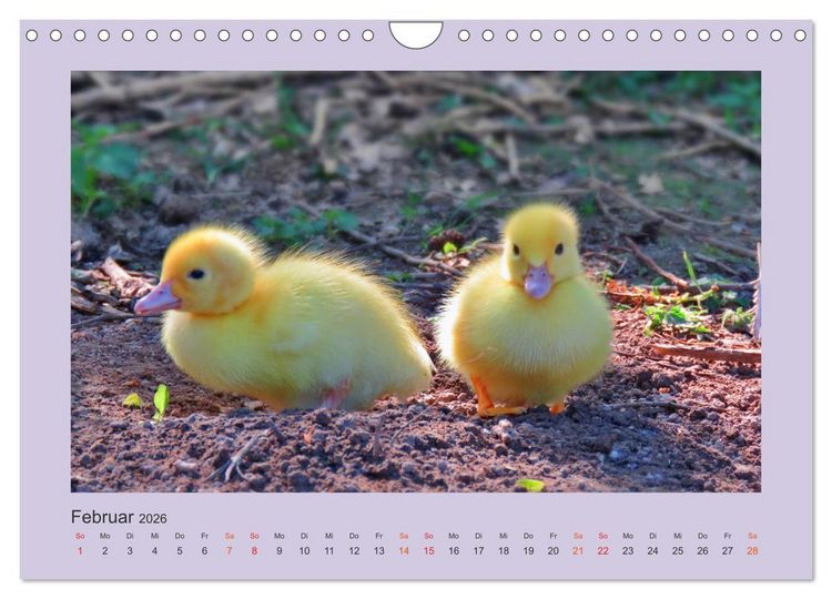 Produktbild: Wer schnattert und gackert denn da? - K&uuml;ken-Edition (Wandkalender 2026 DIN A4 quer), CALVENDO Monatskalender