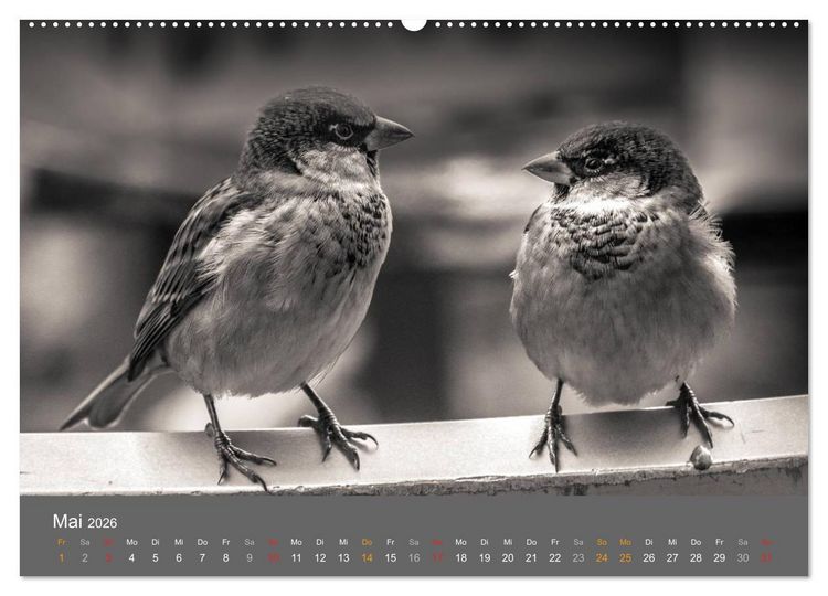 Produktbild: Tierische Augenblicke in Schwarz-Wei&szlig; (hochwertiger Premium Wandkalender 2026 DIN A2 quer), Kunstdruck in Hochglanz